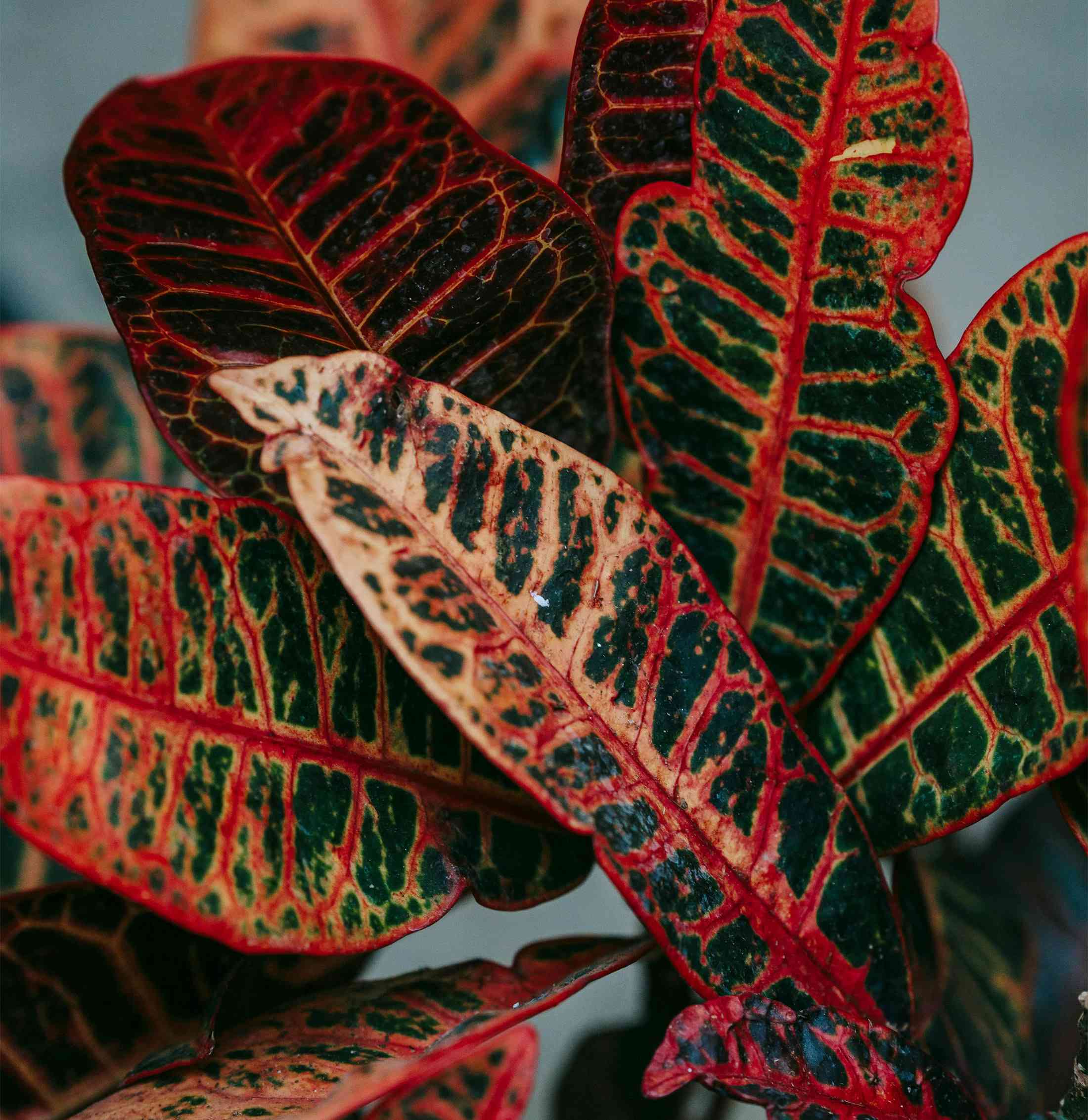 Garden croton(Codiaeum variegatum)
