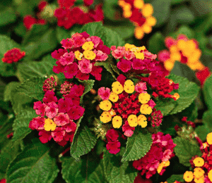 Common lantana(Lantana camara)