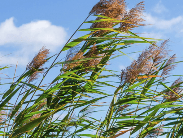 Common reed