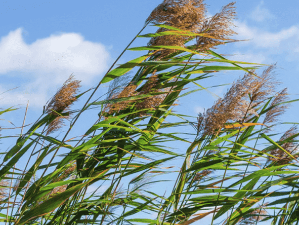 Common reed