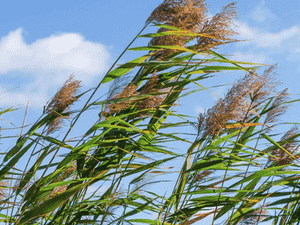 Common reed(Phragmites australis)