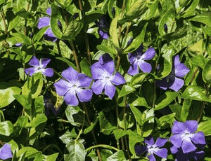 Greater periwinkle(Vinca major)