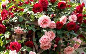 Cabbage rose(Rosa centifolia)