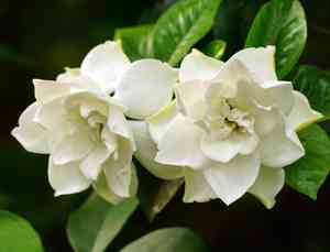 Cape jasmine(Gardenia jasminoides)