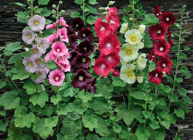 Common hollyhock