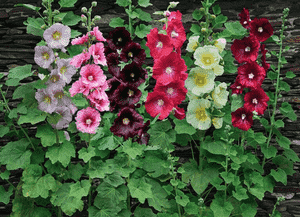 Common hollyhock(Alcea rosea)
