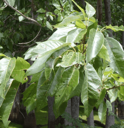 Water tupelo(Nyssa aquatica)