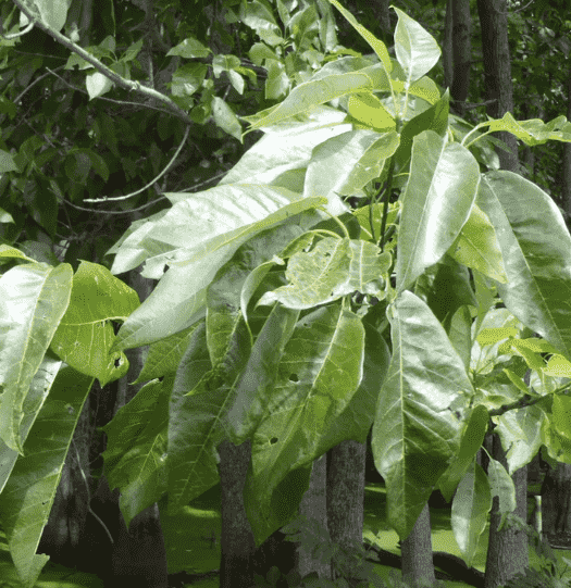 Water tupelo(Nyssa aquatica)