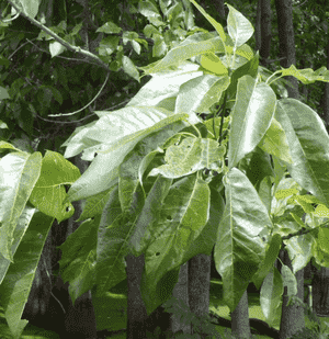 Water tupelo(Nyssa aquatica)