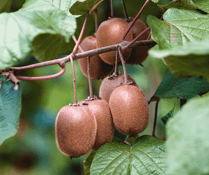 Kiwi(Actinidia chinensis)