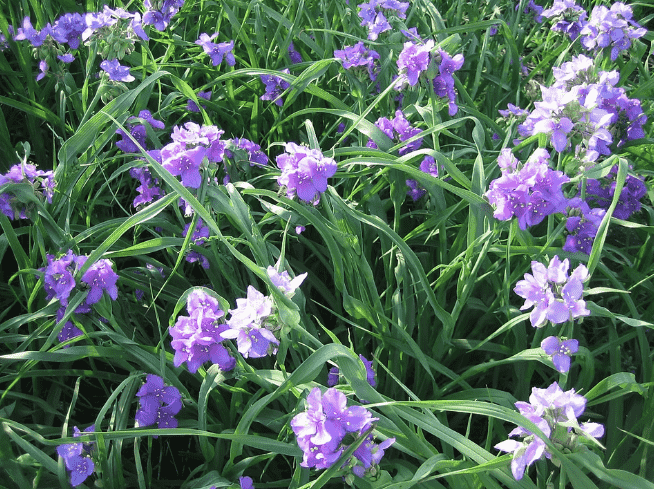 Ohio spiderwort