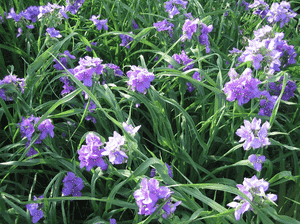 Ohio spiderwort(Tradescantia ohiensis)