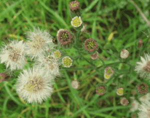 Flaxleaf fleabane(Erigeron bonariensis)