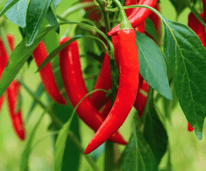 Pepper(Capsicum annuum)
