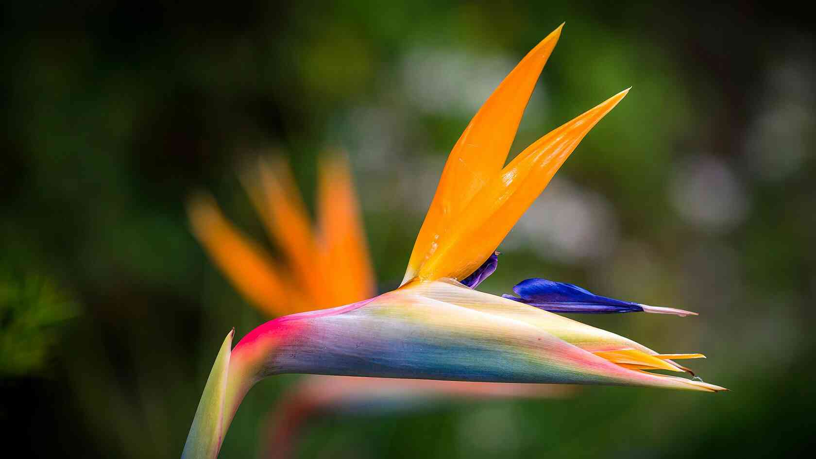 Bird of paradise(Strelitzia reginae)