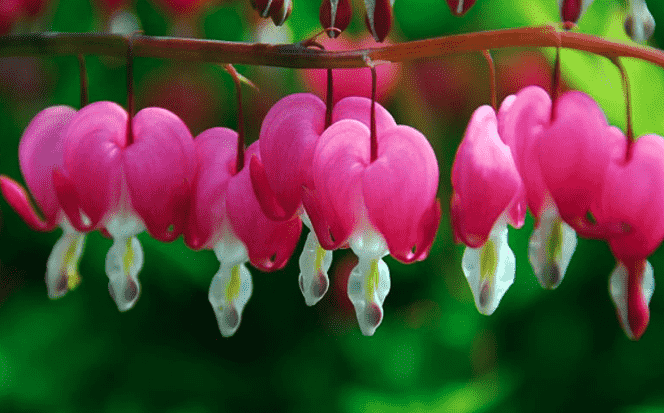 Bleeding heart