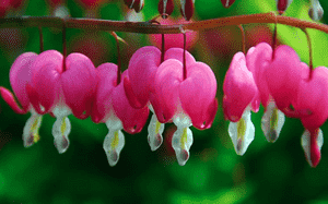Bleeding heart(Lamprocapnos spectabilis)