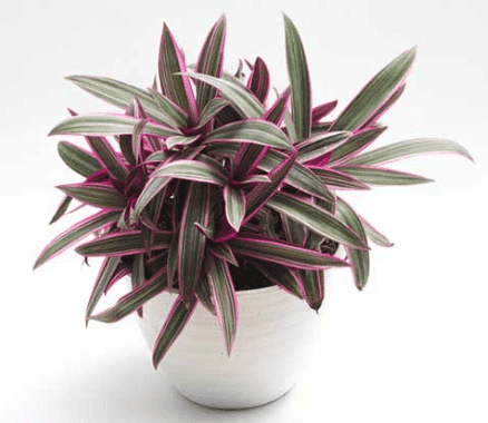 Oyster plant