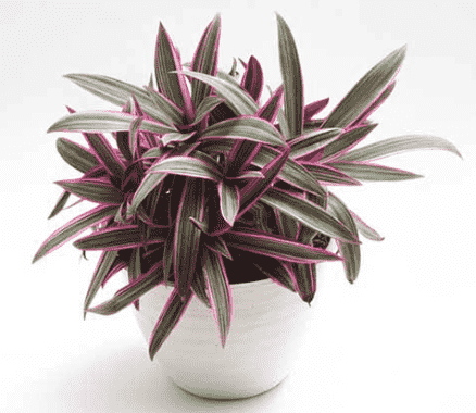Oyster plant