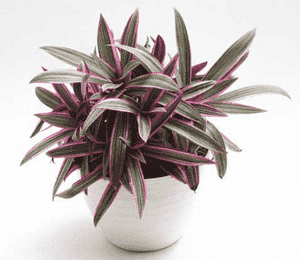 Oyster plant(Tradescantia spathacea)