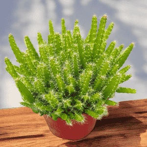 Dragon fruit(Hylocereus undatus)