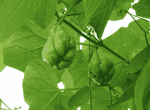 Chayote(Sechium edule)