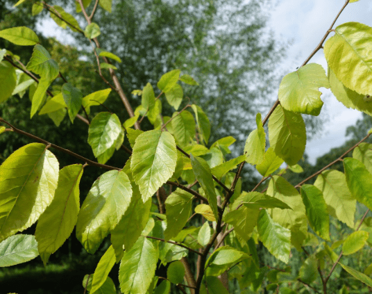 Water elm(Planera aquatica)
