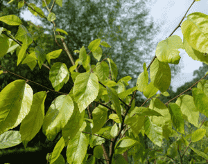 Water elm(Planera aquatica)