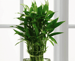 Dracaena braunii(Dracaena braunii)