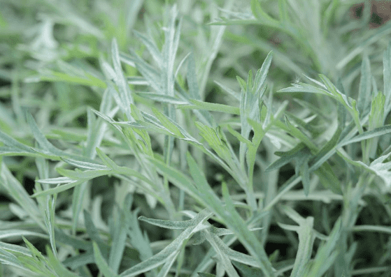 White sagebrush