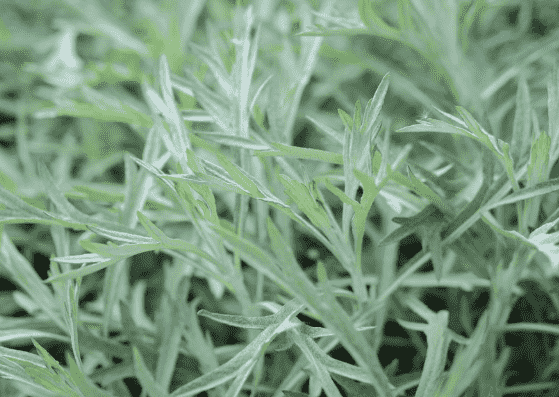 White sagebrush