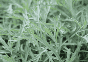 White sagebrush(Artemisia ludoviciana)