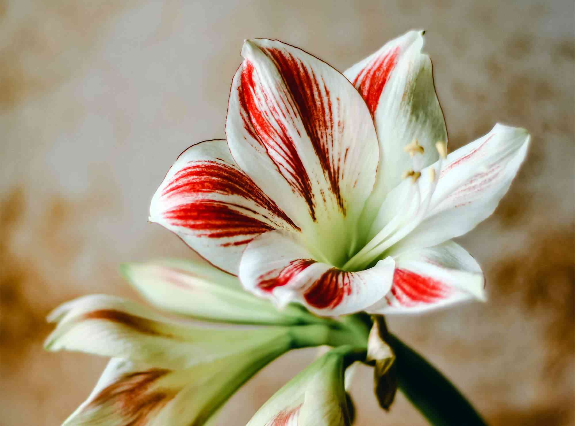 Belladonna lily(Amaryllis belladonna)