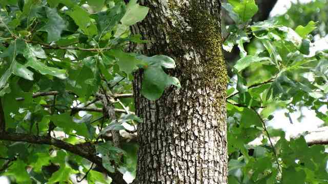 Post oak