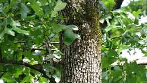 Post oak(Quercus stellata)