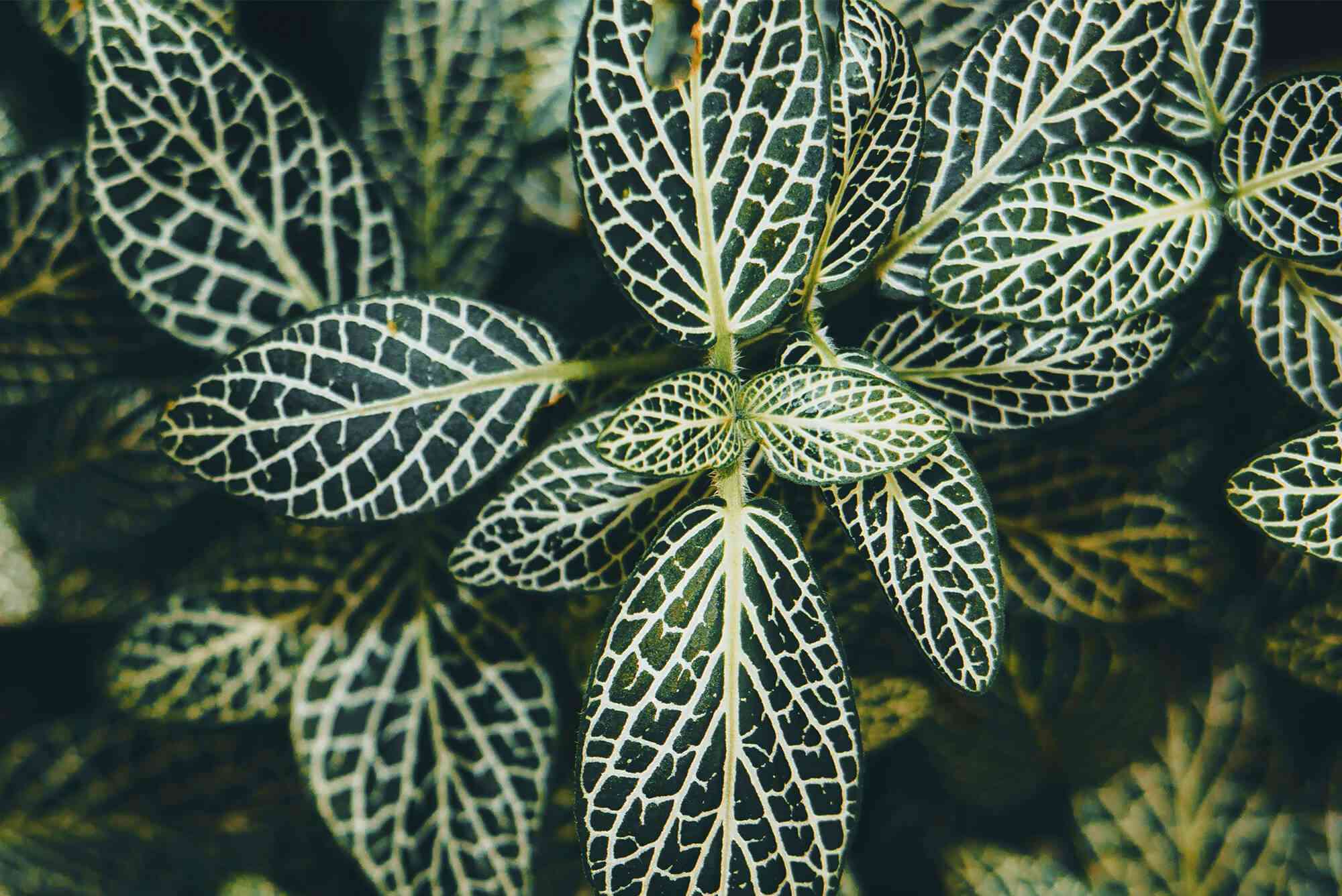 Nerve plant(Fittonia albivenis)