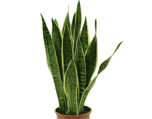 Dracaena trifasciata(Dracaena trifasciata)