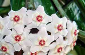 Porcelainflower(Hoya carnosa)