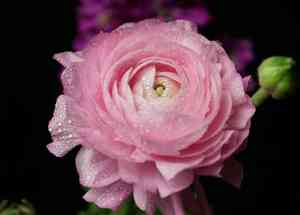 Alpine rose(Rosa abietina)