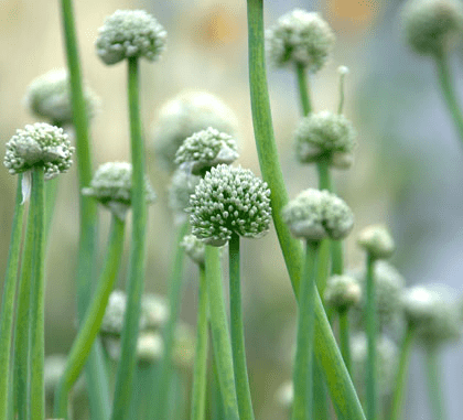 Onion(Allium cepa)