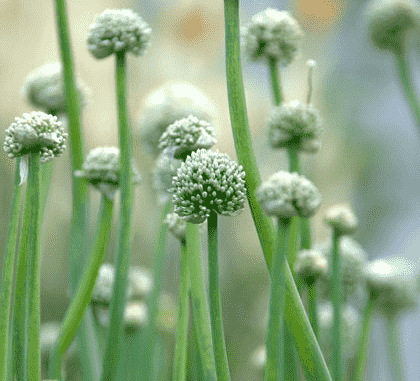 Onion(Allium cepa)
