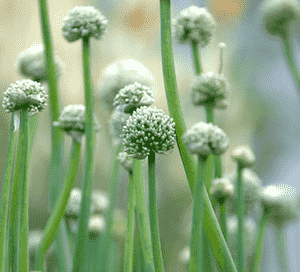Onion(Allium cepa)