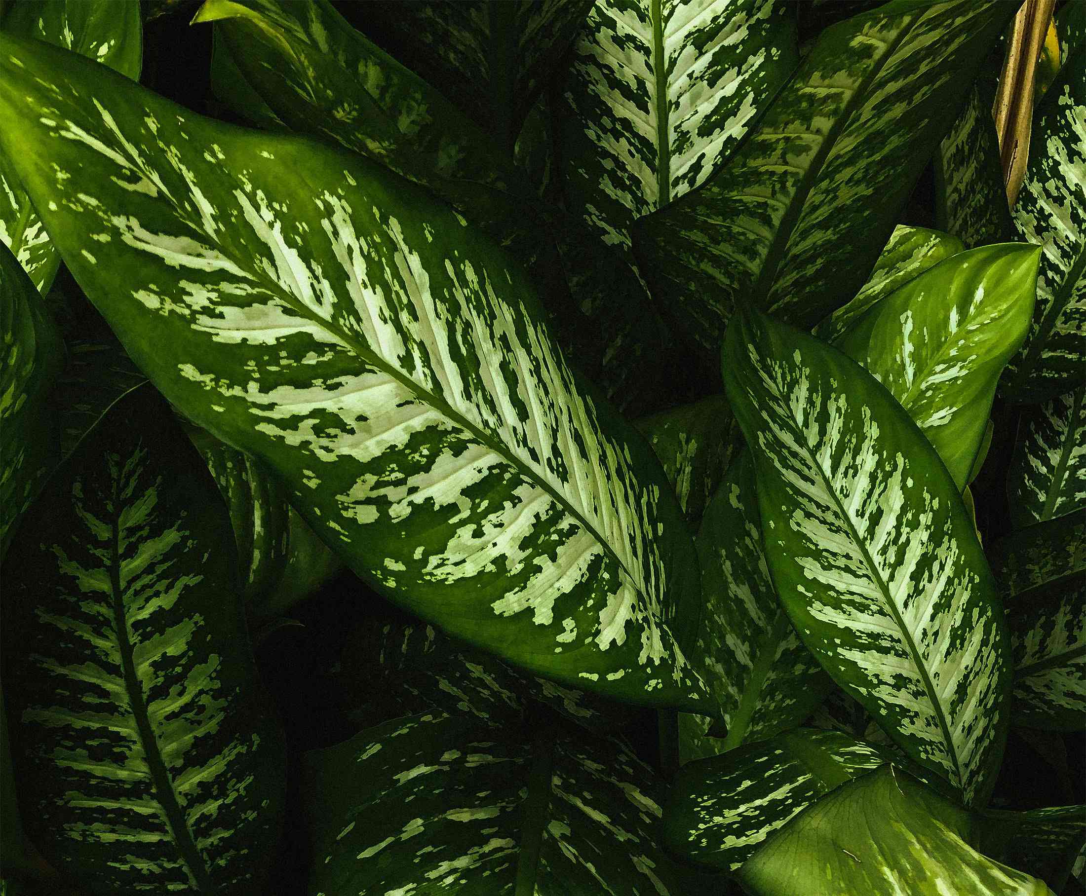 Dieffenbachia(Dieffenbachia seguine)