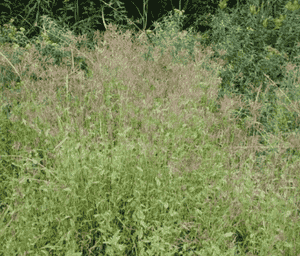 Small carpetgrass(Arthraxon hispidus)