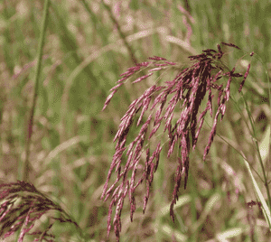 Purpletop tridens(Tridens flavus)
