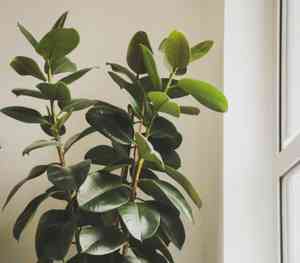 Rubber tree(Ficus elastica)