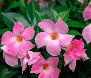 Brazilian jasmine(Mandevilla sanderi)