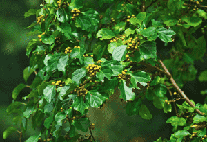 Oriental bittersweet(Celastrus orbiculatus)