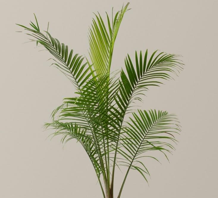 Majestic palm