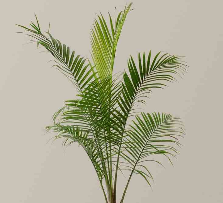 Majestic palm